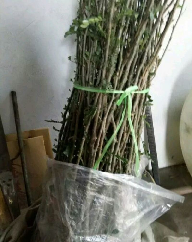 山东品质皂角树苗大刺皂角苗规格齐全