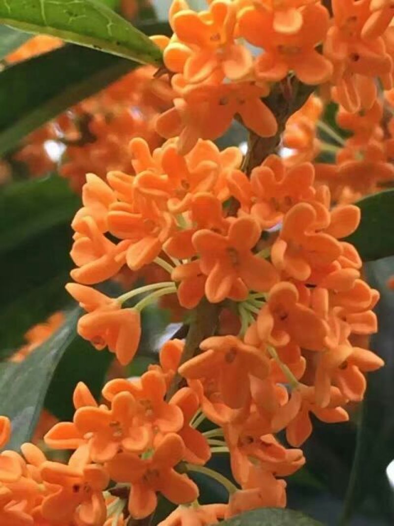 状元红桂花苗80~120cm