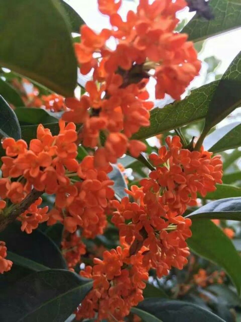 状元红桂花苗80~120cm