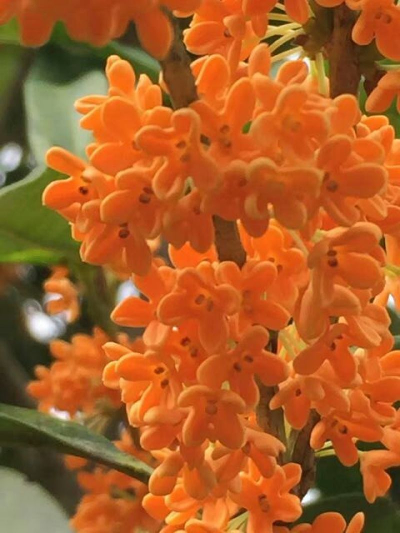 状元红桂花苗80~120cm