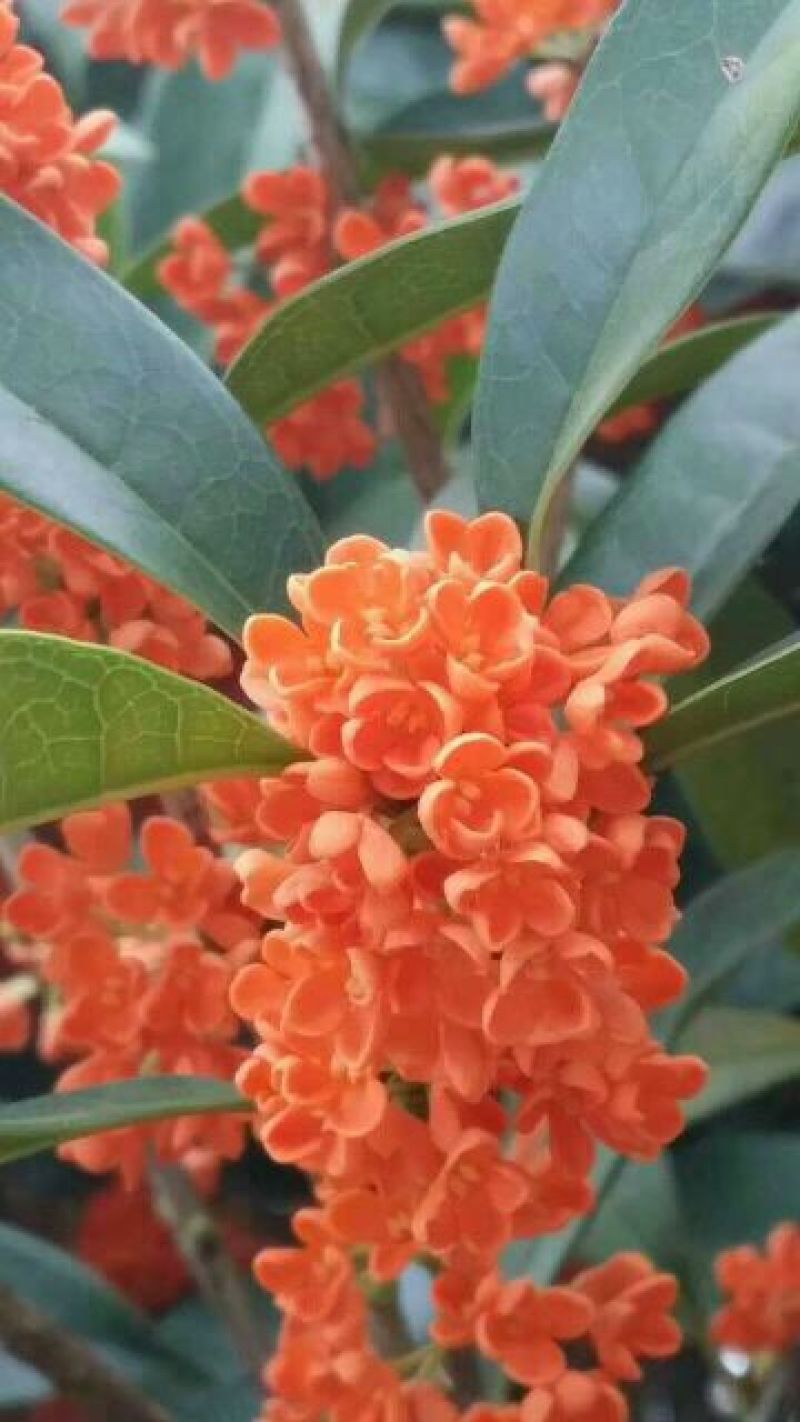 状元红桂花苗80~120cm