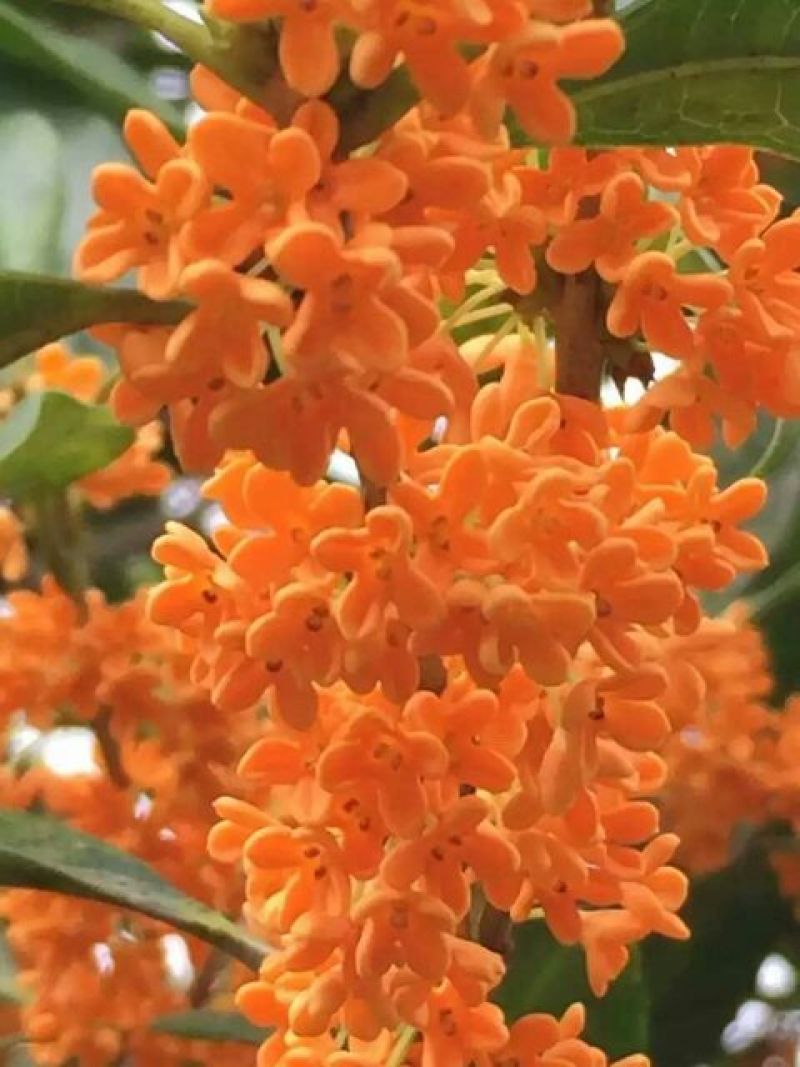 状元红桂花苗80~120cm