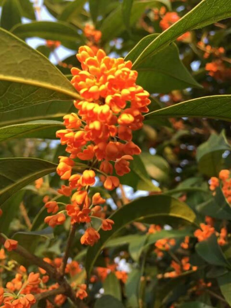 状元红桂花苗80~120cm