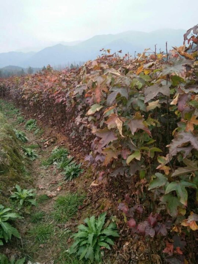 【实力推荐】枫香树苗质量有保障价格**惠欢迎咨询采购