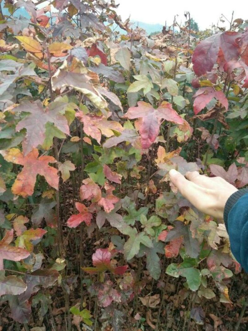 【实力推荐】枫香树苗质量有保障价格**惠欢迎咨询采购
