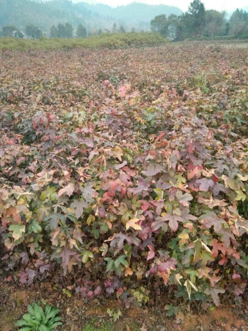 【实力推荐】枫香树苗质量有保障价格**惠欢迎咨询采购