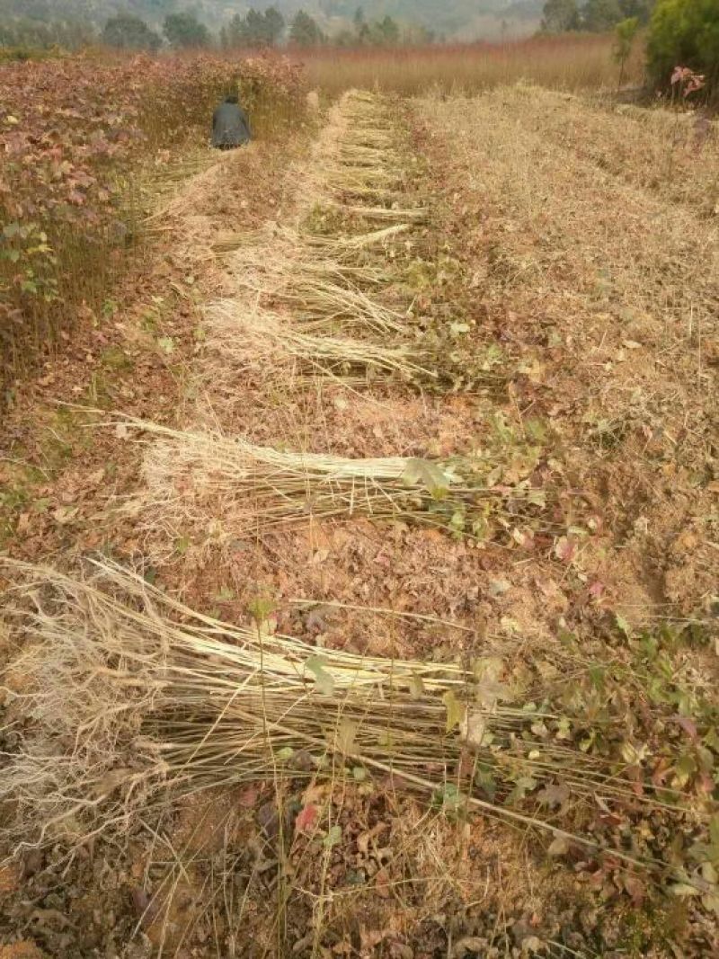 【实力推荐】枫香树苗质量有保障价格**惠欢迎咨询采购