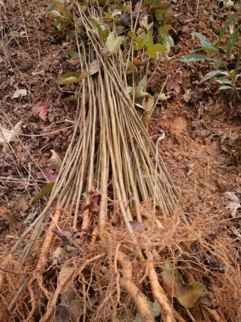 【实力推荐】枫香树苗质量有保障价格**惠欢迎咨询采购