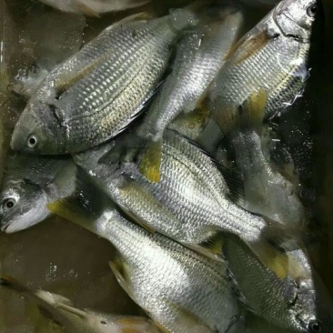 黄翅鱼