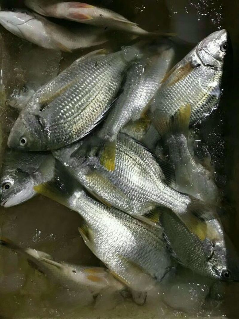 黄翅鱼