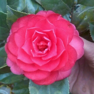 茶花20~30cm