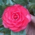 茶花20~30cm