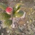 茶花20~30cm