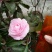 茶花20~30cm