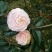 茶花20~30cm