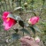 茶花20~30cm