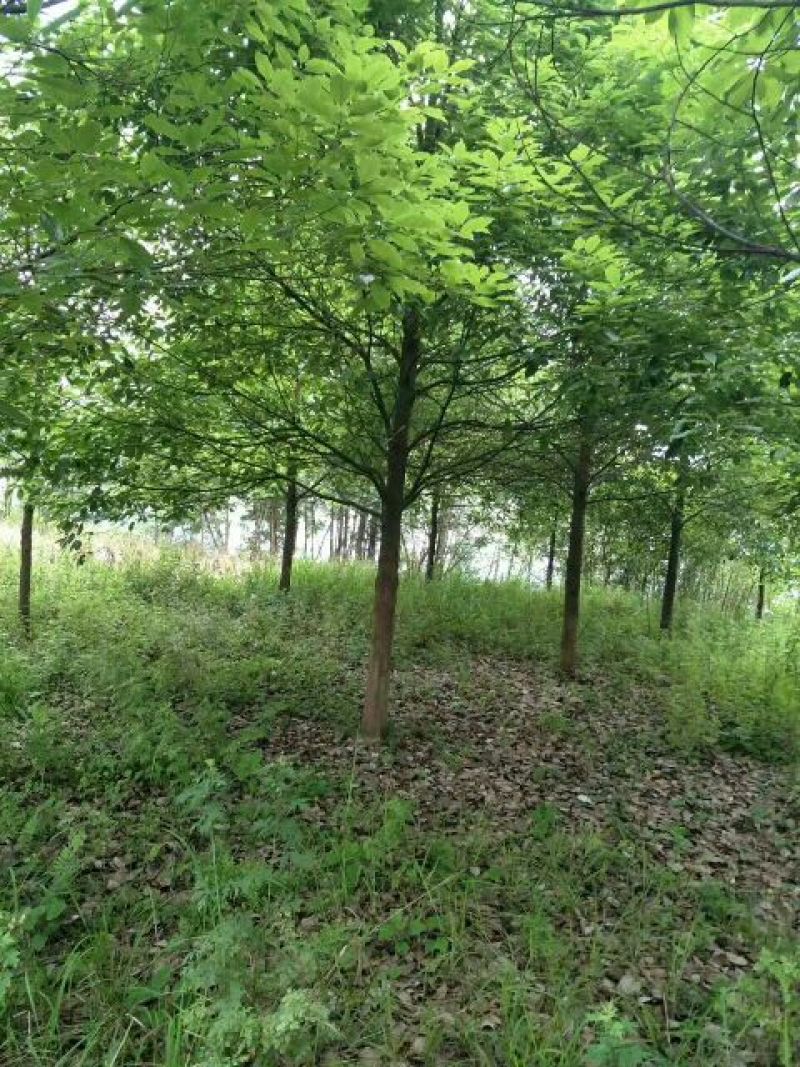香樟10~12cm8~10cm3.5~4米