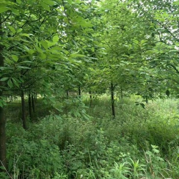 香樟10~12cm8~10cm3.5~4米