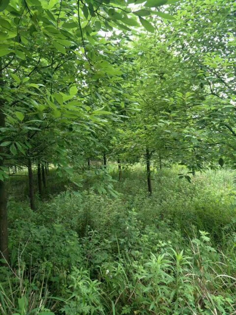香樟10~12cm8~10cm3.5~4米