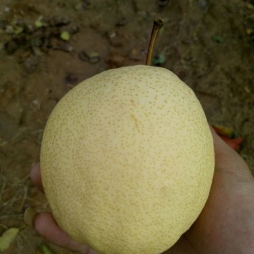 黄土高原隰县酥梨皮薄核小无渣甜度高纸袋300~350g