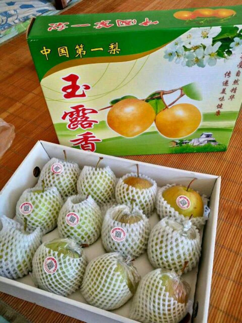 黄土高原隰县玉露香个大皮薄如纸水份足香甜