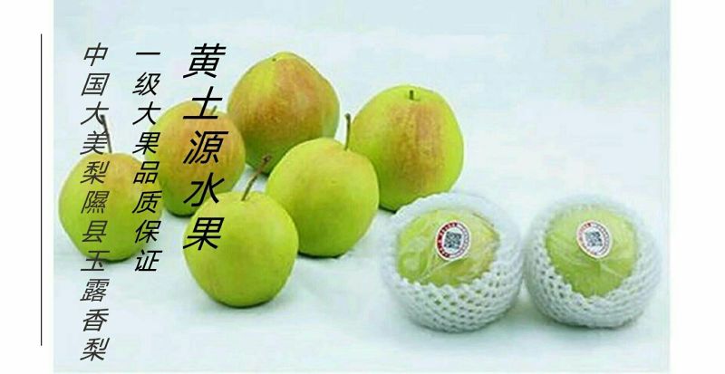 黄土高原隰县玉露香个大皮薄如纸水份足香甜