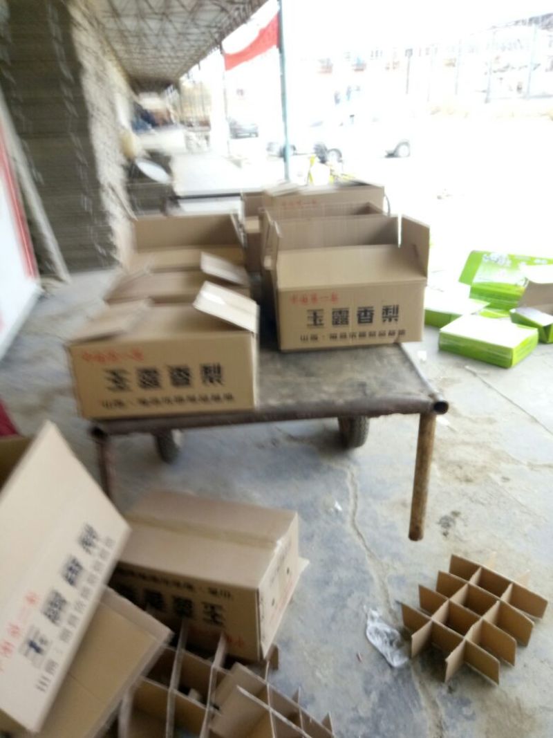 黄土高原隰县玉露香个大皮薄如纸水份足香甜