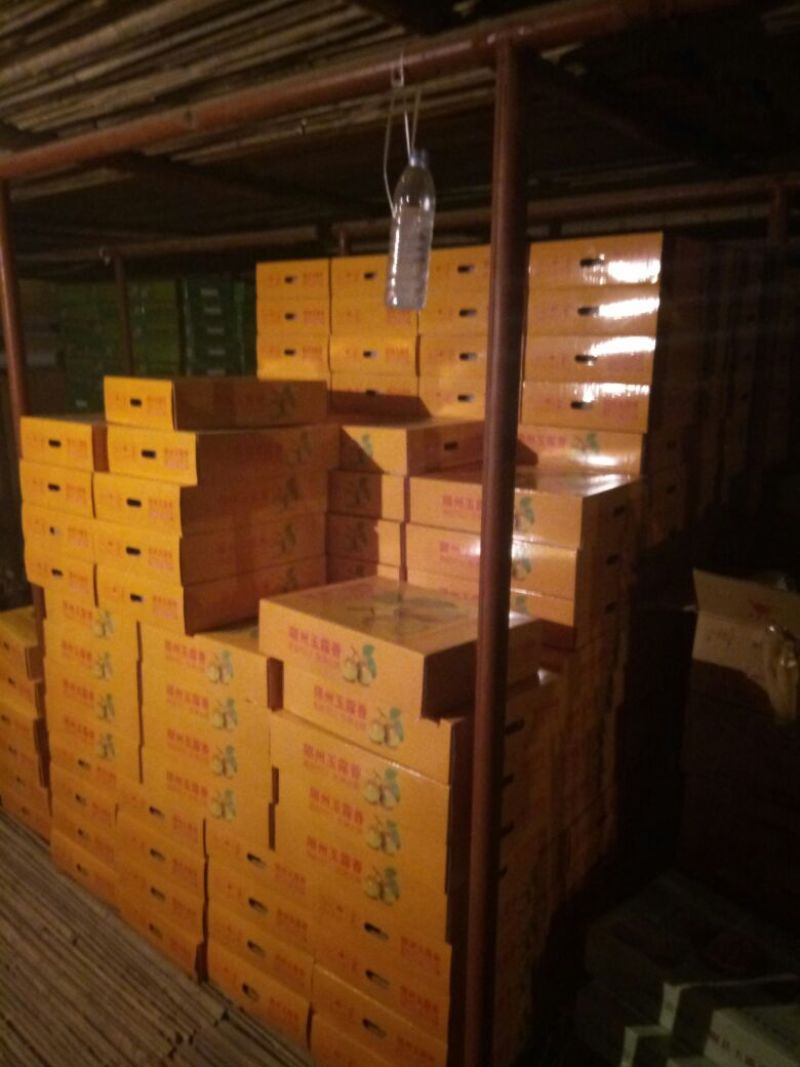 黄土高原隰县玉露香个大皮薄如纸水份足香甜