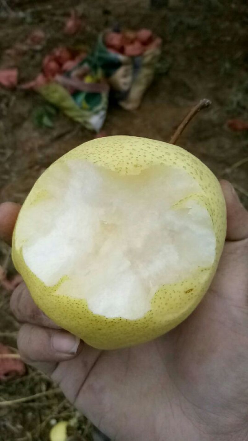 黄土高原隰县酥梨皮薄核小无渣甜度高纸袋300~350g