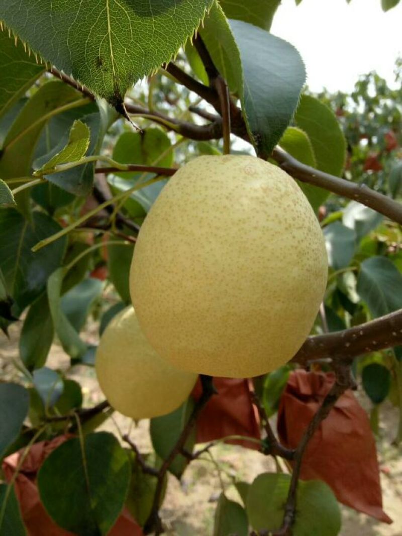 黄土高原隰县酥梨皮薄核小无渣甜度高纸袋300~350g