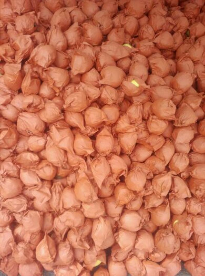 黄土高原隰县酥梨皮薄核小无渣甜度高纸袋300~350g