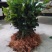 油茶苗10~29cm