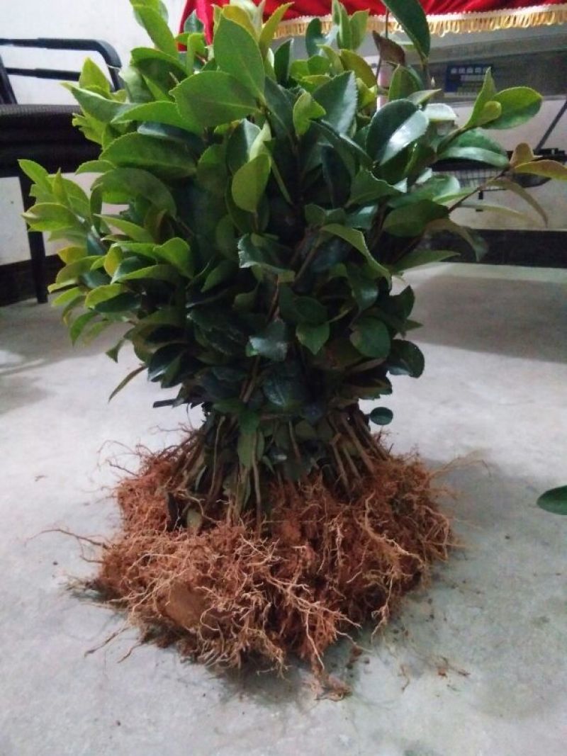 油茶苗10~29cm