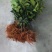 油茶苗10~29cm