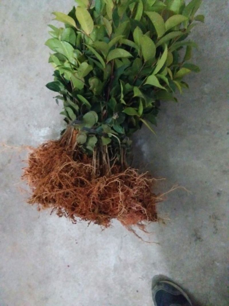 油茶苗10~29cm