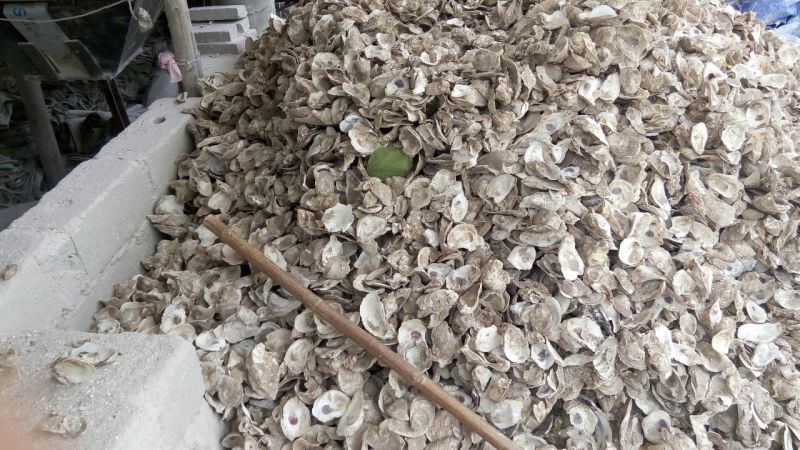 贝壳粉牡蛎壳粉，生蚝壳粉