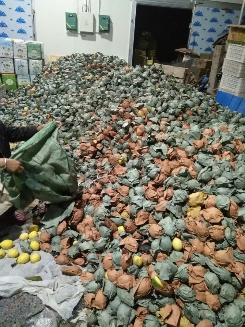 安岳尤力克柠檬全年不断货。大量皮发。