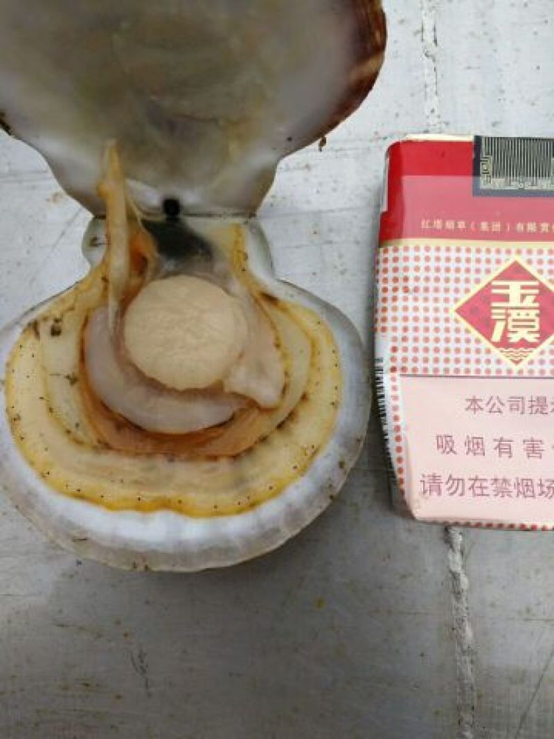 扇贝食用鲜活5~10只/kg