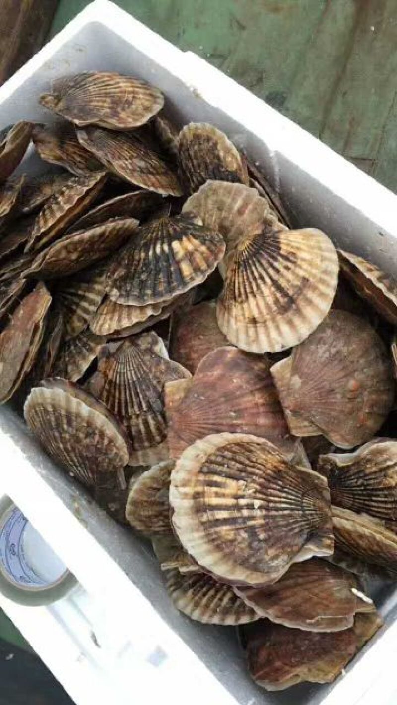 扇贝食用鲜活5~10只/kg