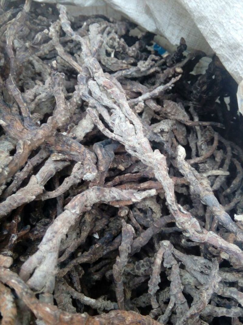 石菖蒲个大年份久无叶头无细根