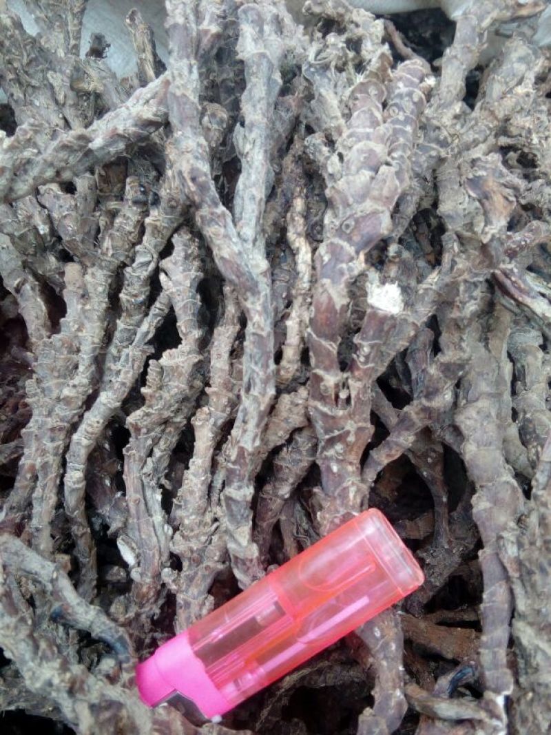 石菖蒲个大年份久无叶头无细根