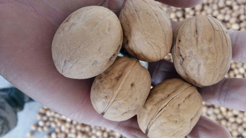 核桃去皮30mm以上干规格品种齐全高质量产地直销