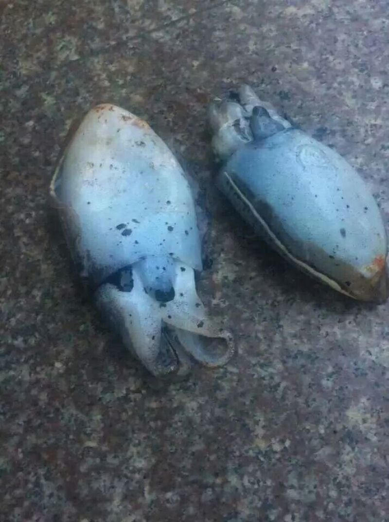墨鱼干日晒鱼干