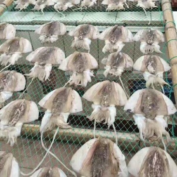 墨鱼干日晒鱼干
