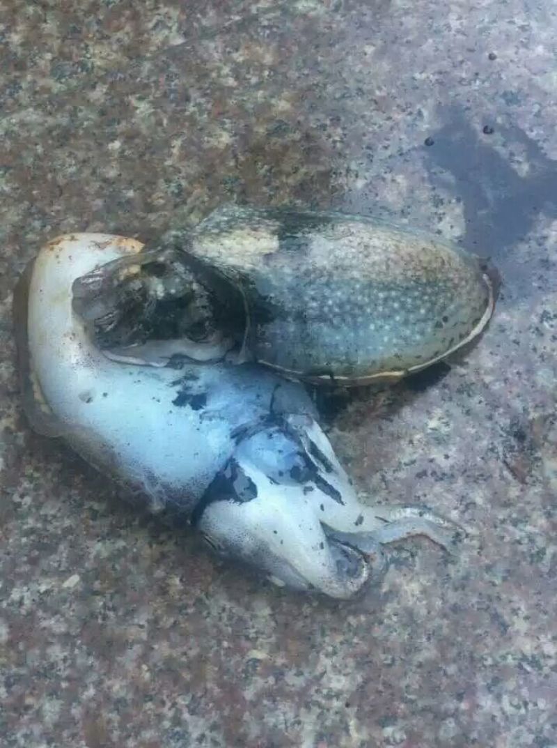 墨鱼干日晒鱼干