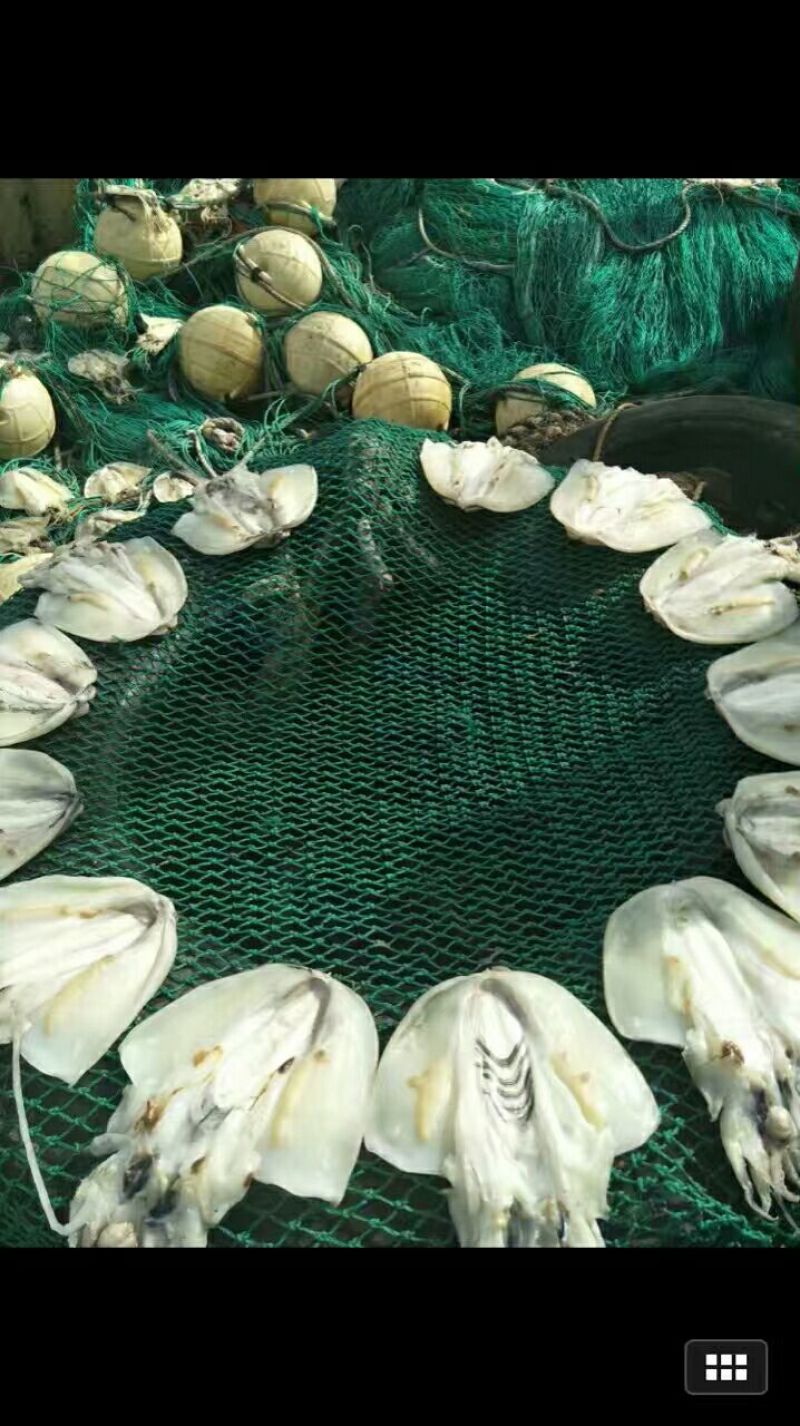 墨鱼干日晒鱼干
