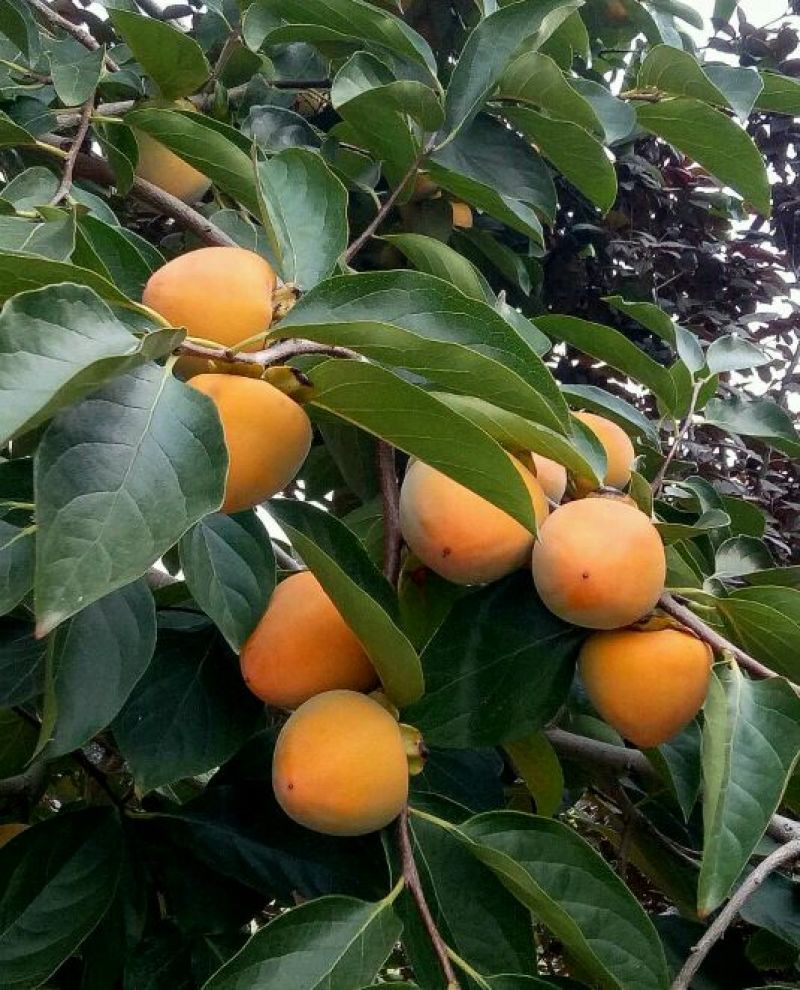 柿饼富平特产