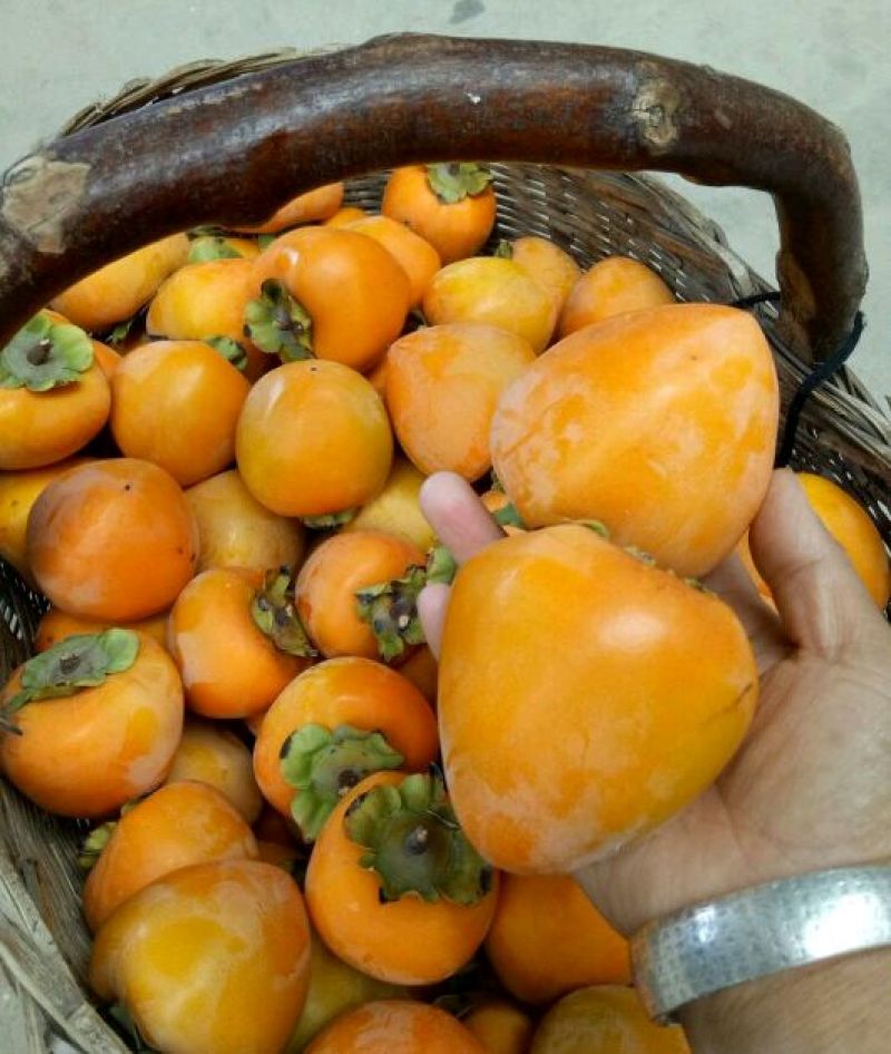 柿饼富平特产