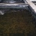 河蟹食用0.4－0.7两/只雌