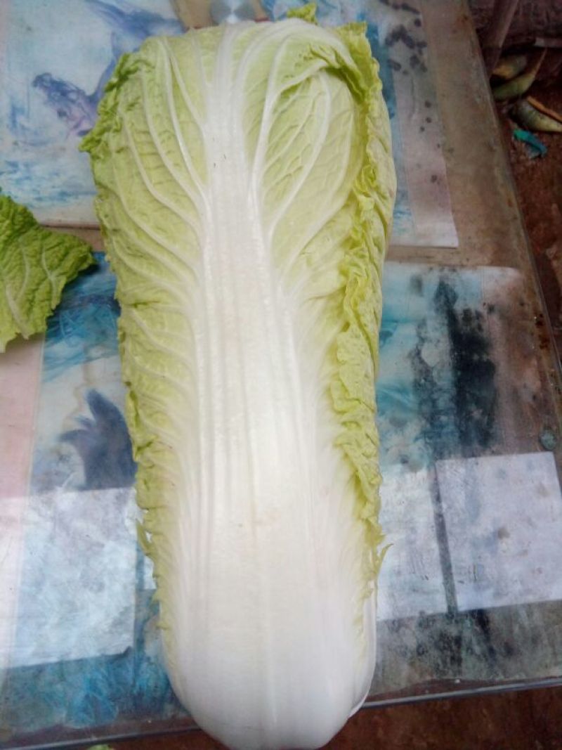 北京新三号白菜净菜4~6斤